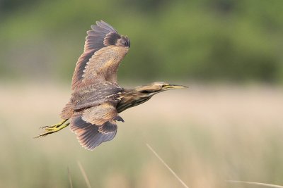 American Bittern