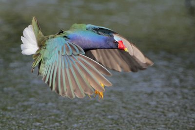 Purple Gallinule