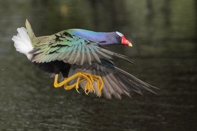 Purple Gallinule