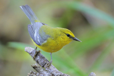 Blue-winged Warbler