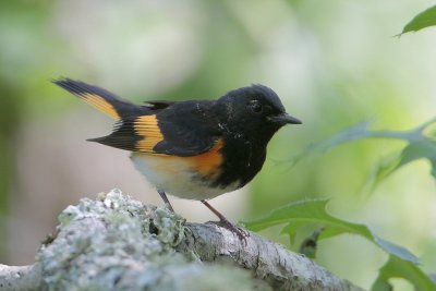 American Redstart