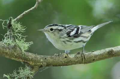 Black-and-white Warbler