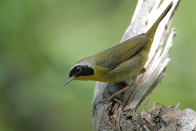 Common Yellowthroat