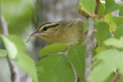 Worm-eating Warbler