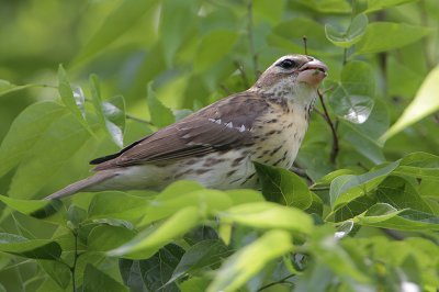 Rose-breasted Grosbeak