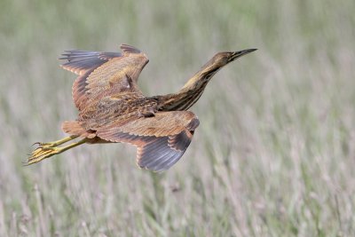 American Bittern