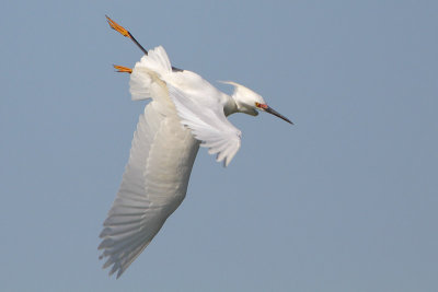 Snowy Egret