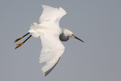 Snowy Egret