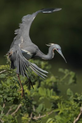 Tricolored Heron