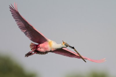 Roseate Spoonbill