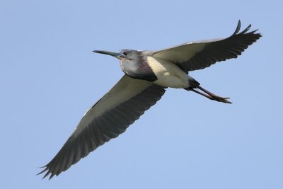 Tricolored Heron