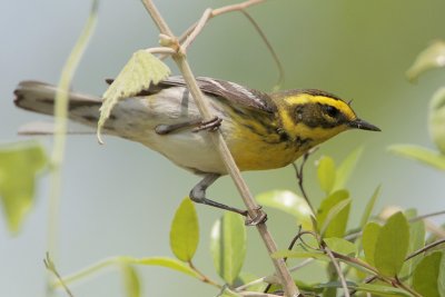 Townsend's Warbler