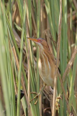 Least Bittern