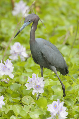 Little Blue Heron