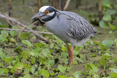 Yellow-crowned Night-Heron