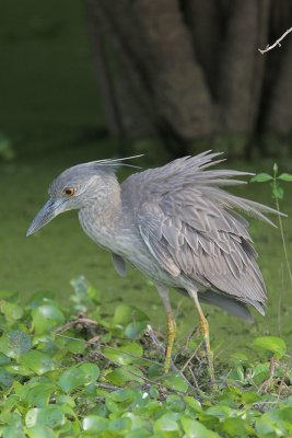 Yellow-crowned Night-Heron