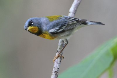 Northern Parula