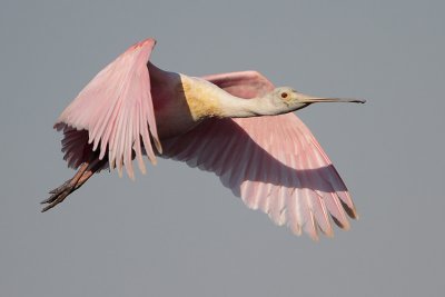 Roseate Spoonbill