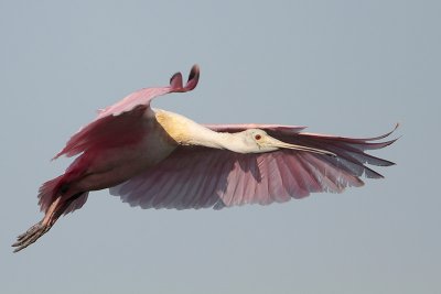 Roseate Spoonbill