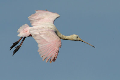 Roseate Spoonbill