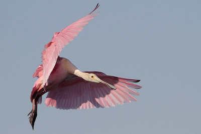 Roseate Spoonbill