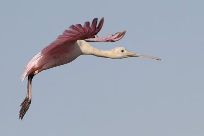 Roseate Spoonbill