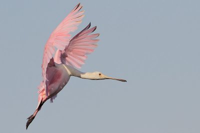 Roseate Spoonbill