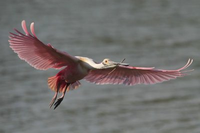 Roseate Spoonbill