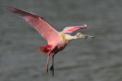 Roseate Spoonbill