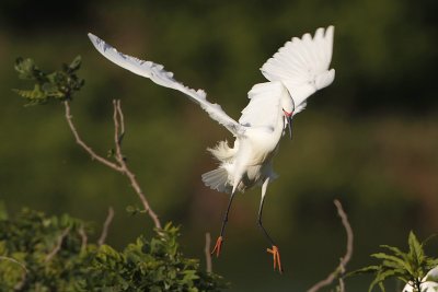 Snowy Egret