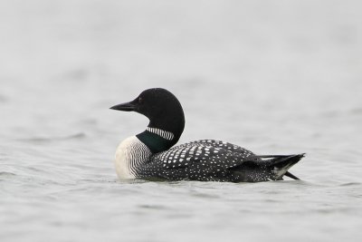 Common Loon