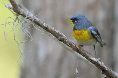 Northern Parula