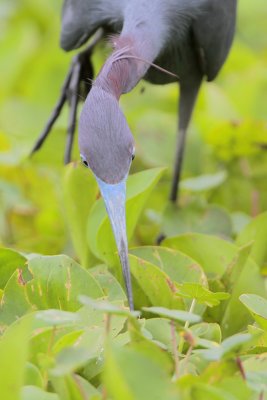 Little Blue Heron