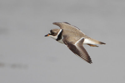 Semipalmated Plover