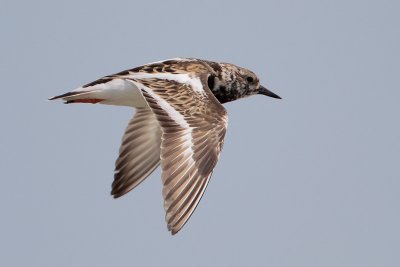 Ruddy Turnstone