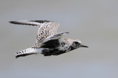 Black-bellied Plover