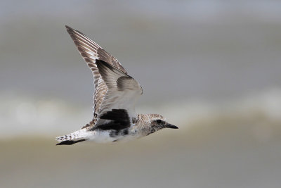 Black-bellied Plover