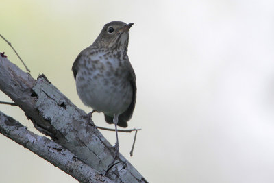 Swainson's Thrush