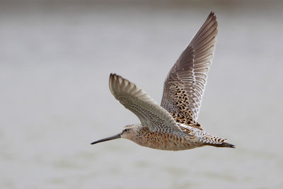 Short-billed Dowitcher