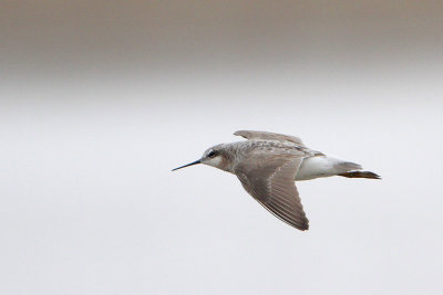 Wilson's Phalarope