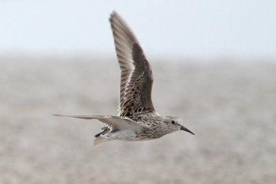 Least Sandpiper