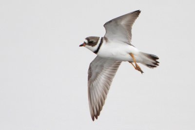 Semipalmated Plover