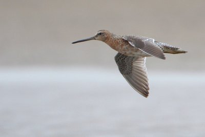 Short-billed Dowitcher