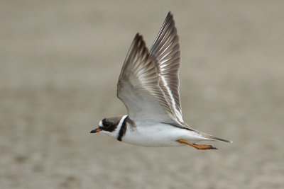 Semipalmated Plover