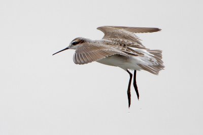 Wilson's Phalarope