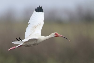 White Ibis