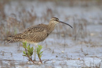 Whimbrel