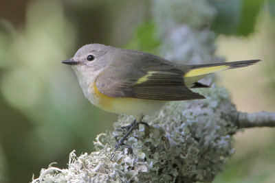 American Redstart