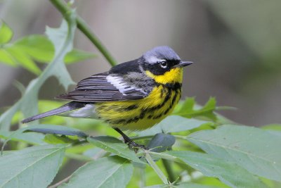 Magnolia Warbler