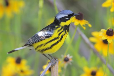 Magnolia Warbler